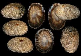 Image result for Schizaea pectinata