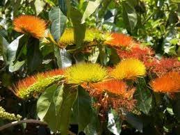Image result for Combretum fuscum