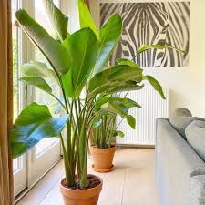 Image result for Strelitzia nicolai