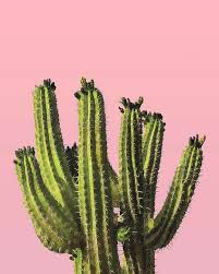 Pink green and blue watercolor painted vintage roses floral background. Cactus Minimal Cactus Poster Desert Wall Art Tropical Botanical Pink Green Modern Prints Mixed Media By Studio Grafiikka