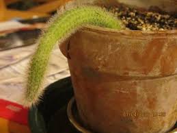This unitard features a soft, compressive fabric that holds you in just the right amount. Rat Tail Cactus
