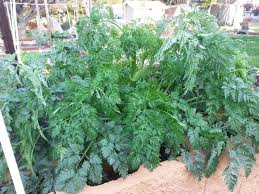 We did not find results for: What Is This Volunteer Plant That Resembles Flat Leaf Parsley Gardening Landscaping Stack Exchange