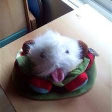 Sandra Calado (calado1689)