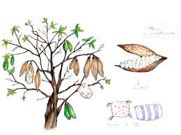 Image result for Ceiba pentandra