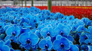 Mavi Orkide Gercek Mi Bu Yazimizda Akillarimizi Kurcalayan Mavi Orkide Gercek Mi Sorusunun Cevabini Bulabilirsiniz Mavi Orkide Orkideler Cicek