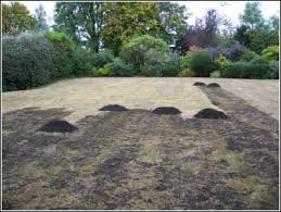 Mar 25, 2021 · mow your existing lawn. How To Topdress Your Lawn This Autumn Turfonline