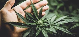 However, a vigorous indoor plant's growth and flowering depends on the light thresholds reached at specific wavelengths that trigger photosynthesis. Understanding The Cannabis Light Cycle To Improve Yield Ganjapreneur