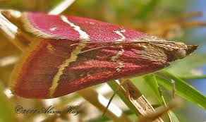 Image result for Volusia resupinata