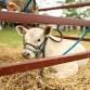 Alstonville Show