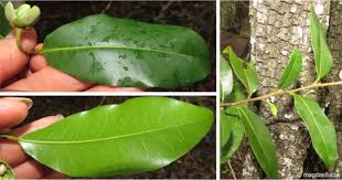 Image result for Uvaria tanzaniae