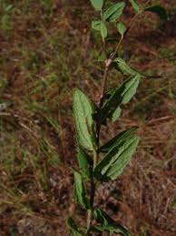 Image result for Vernonia amblyolepis