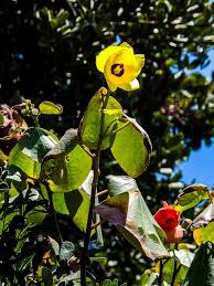 Image result for Hibiscus aethiopicus