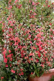 Clarkia Elegans Salmon Queen Buy Online At Annie S Annuals Plants Perennial Plants Bloom