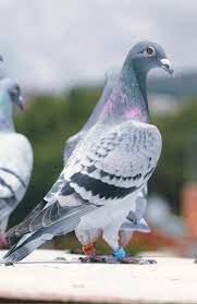 pin by viana corretor on pigeons life pigeon breeds racing pigeons pigeon