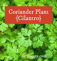 Cilantro Leaves Coriander Plant Learn The Difference Between Coriander Vs Cilantro Hint They Are The Same Plant But They Mean Herbal Plants Herbs Plants