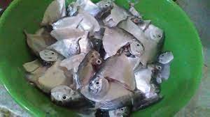Berikut resep cuan cuan ikan belanak. Sauce Of Semar Fish Sambal Ikan Semar Steemit