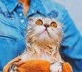 Kedi Tirnagi Nasil Kesilir Miyhav Com