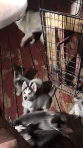 These fluffy, playful siberian husky puppies are a versatile working class spitz breed which makes a great family pet! Colorado Husky Love Home Facebook