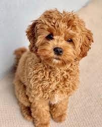 Pin By Natalie Koester On Adorable Cute Baby Dogs Cute Puppies Cute Dogs And Puppies