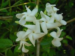 Image result for Tabernaemontana brachyantha