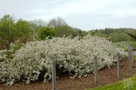 Check out our sargent tina crabapple tree selection for the very best in unique or custom, handmade pieces from our shops. 89 062 A Malus Sargentii Tina