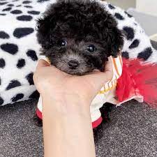 A poodle taller than 15 inches is considered a standard poodle, and poodles under 10 inches are classified as toy poodles. Teacup Poodle Puppies For Sale Near Me Under 300 Dollars Teacup Poodle Puppies Poodle Puppy Miniature Mini Poodle Puppy
