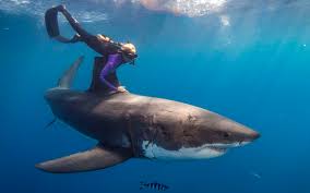 La pêche aux requins se poursuit dans le pacifique, non sans conséquence. Le Sang Des Regles Attire T Il Les Requins Ouisurf