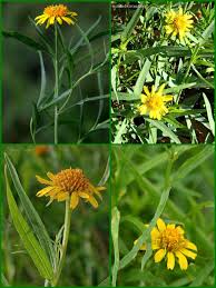 Image result for Pascalia glauca