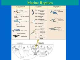 Birds Evolved From Reptiles Some Groups Are Waterfowl