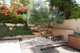 Growing Fruitless Olive Trees Olive Trees Landscape Dwarf Olive Tree Growing Olive Trees