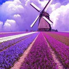 حقل الخزامى صور الطبيعة السماء الخلفية Dutch Windmills Diamond Painting Landscape