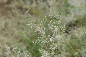 Image result for Eragrostis minor