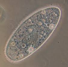 Paramesyum Terliksi Hayvan Yasamin Kokeni The Origin Of Life Facebook