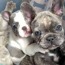 Check spelling or type a new query. Supper Cute Male And Female French Bulldog Puppies For Sale Near Me Home Facebook