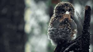 Birds With Human Arms Gif Https Encrypted Tbn0 Gstatic Com Images Q Tbn 3aand9gcsrrfu8daiscf0krscaptrk4nu6derv0ac0sg Usqp Cau