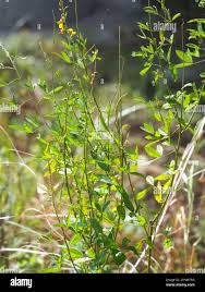 Image result for Crotalaria trichotoma