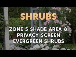 We did not find results for: Zone 5 Shade Area Privacy Screen Evergreen Shrubs Youtube