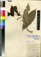 Image result for Dasylepis eggelingii