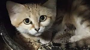 There S A Sand Cat Baby At The Nc Zoo