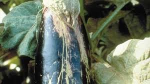 Image result for thrips damage on cucumber