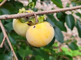 Image result for Diospyros virgata