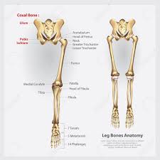 Its lower end helps create the knee joint. Human Anatomy Leg Bones Vector Illustration Royalty Free Cliparts Vectors And Stock Illustration Image 90760380