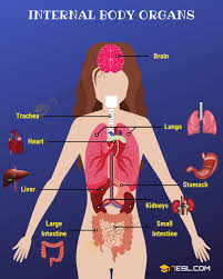 Find the perfect real human bodies stock photo. Body Parts Parts Of The Body In English With Pictures 7esl
