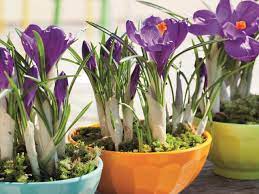 Early flowering bulbs, such as tulips, daffodils, hyacinths and crocus are an ideal way to get a great container, however, you'll need to plant these. Planting Bulbs In Containers Hgtv