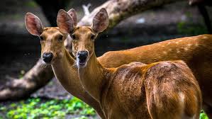 The Swamp Deer Scientific Name Rucervus Duvaucelii The Indian Barasingha Or Swamp Deer Is An Endangered Species Deer Animal Photography
