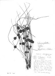 Image result for Schoenoplectiella roylei