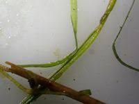 Image result for Microcoelia bulbocalcarata