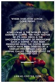Pin Di Luwak Coffee Civet Coffee
