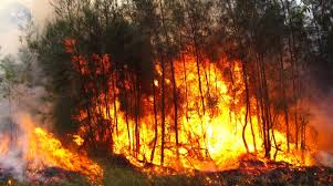 Despite a chorus of scientists saying climate change is contributing to. Bushfires Update A Message From Birdlife Australia Birdlife