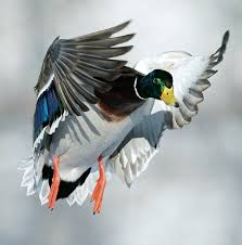 Tips And Tactics How To Hunt Ducks Outdoor Life By Andrew Mckean And Kyle Wintersteen Avcilik Ordekler Ve Kus